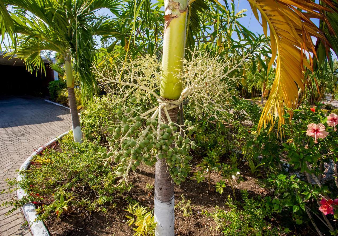 Nature'S Choice Home Richmond Palms, Jamaica Εξωτερικό φωτογραφία