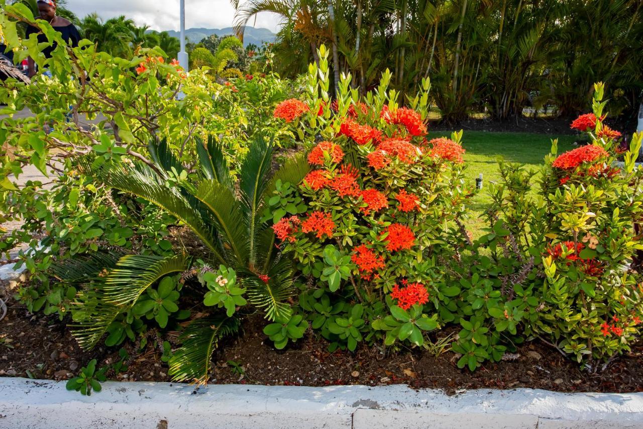 Nature'S Choice Home Richmond Palms, Jamaica Εξωτερικό φωτογραφία