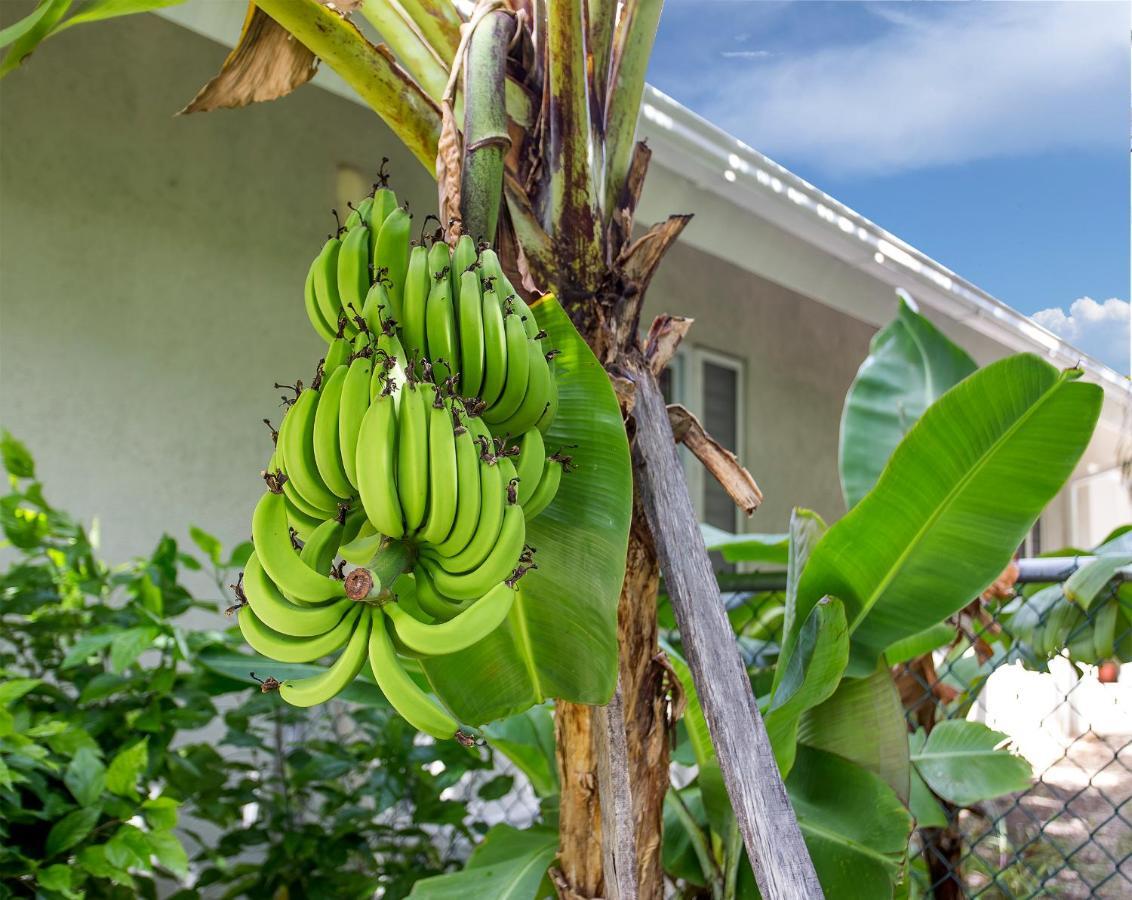 Nature'S Choice Home Richmond Palms, Jamaica Εξωτερικό φωτογραφία